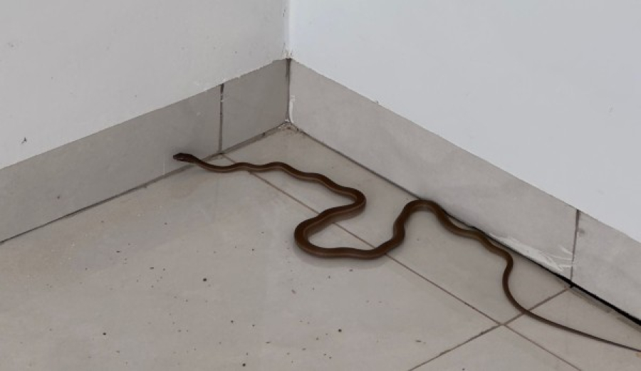 Cobra-cipó assusta moradores em residência em Guarantã do Norte