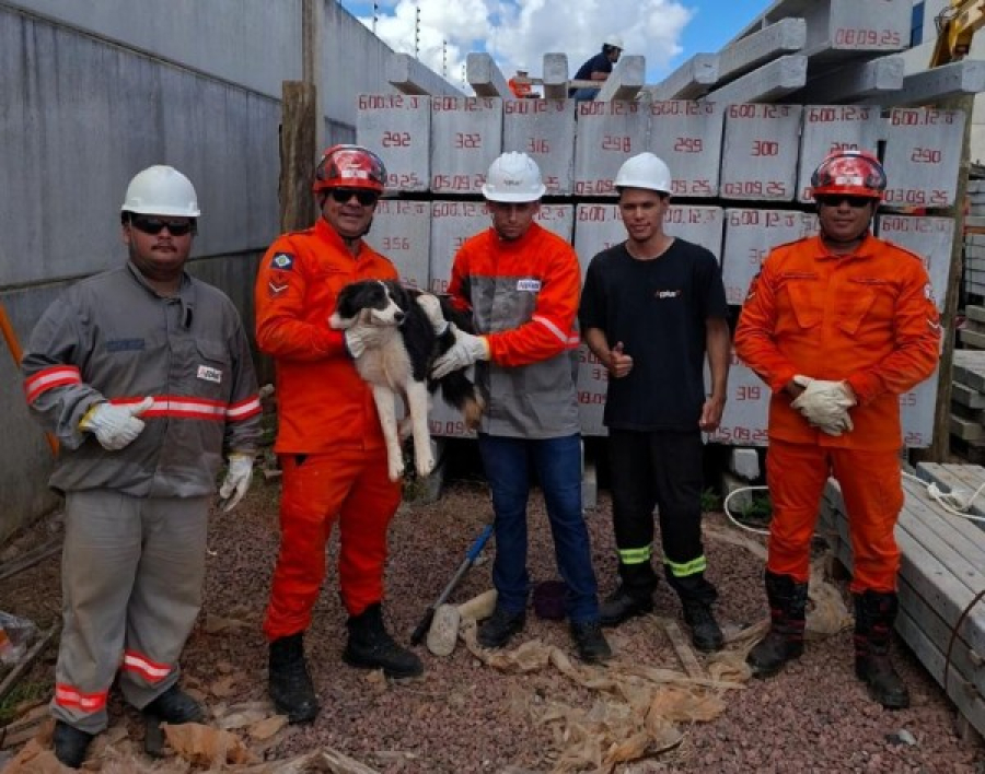 Corpo de Bombeiros resgata cachorro preso entre uma pilha de postes de concreto