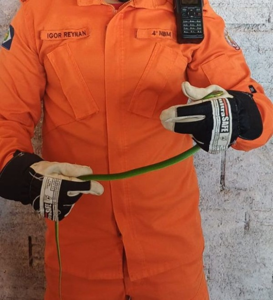 Cobra é capturada em canteiro de obras às margens da BR-163